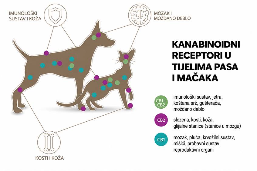 cannabinoid-receptors-hr-cannadol.jpg