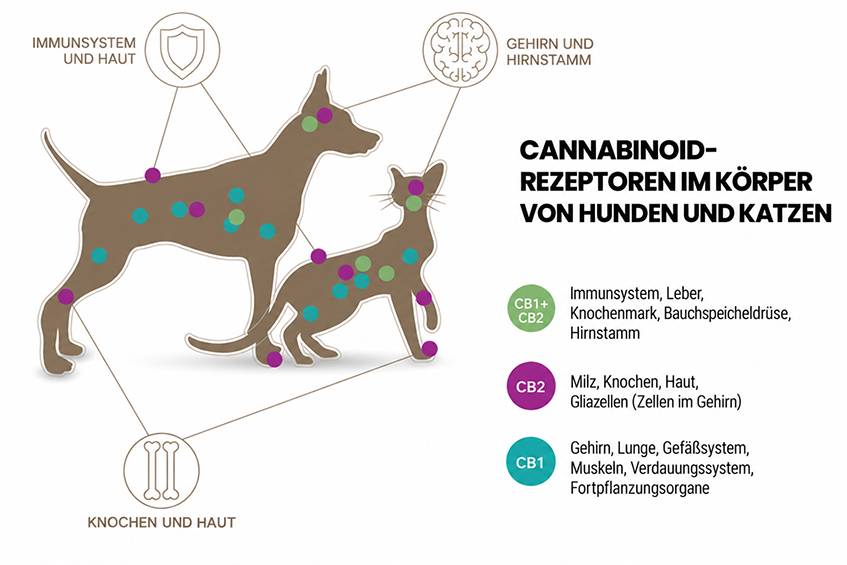 cannabinoid-receptros-de-cannadol.jpg cannabinoid-receptros-de-cannadol.jpg