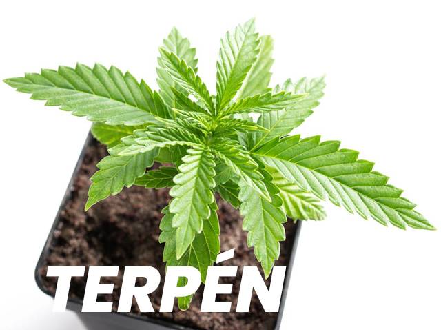 terpenek-a-cbd-olajban-cannadol-202605.jpg