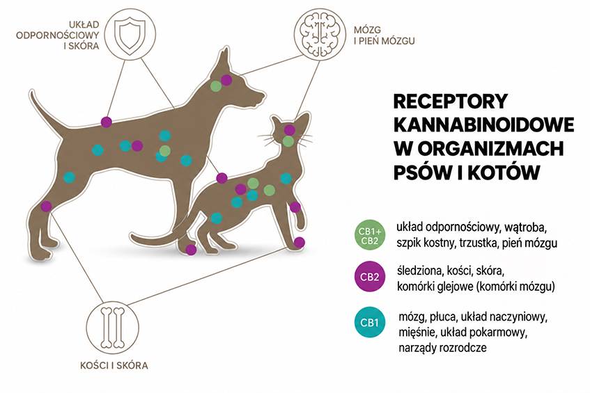 cannabinoid-receptors-pl-cannadol.jpg cannabinoid-receptors-pl-cannadol.jpg