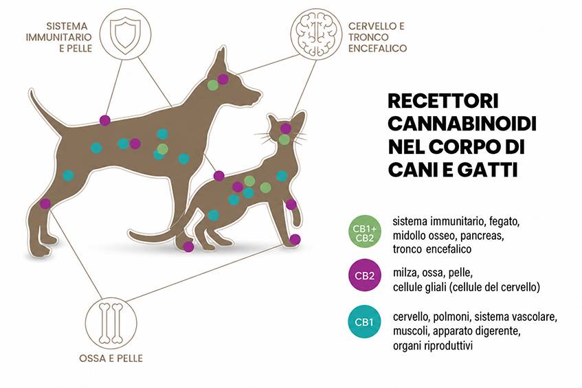 cannbinoid-receptors-it-cannadol.jpg