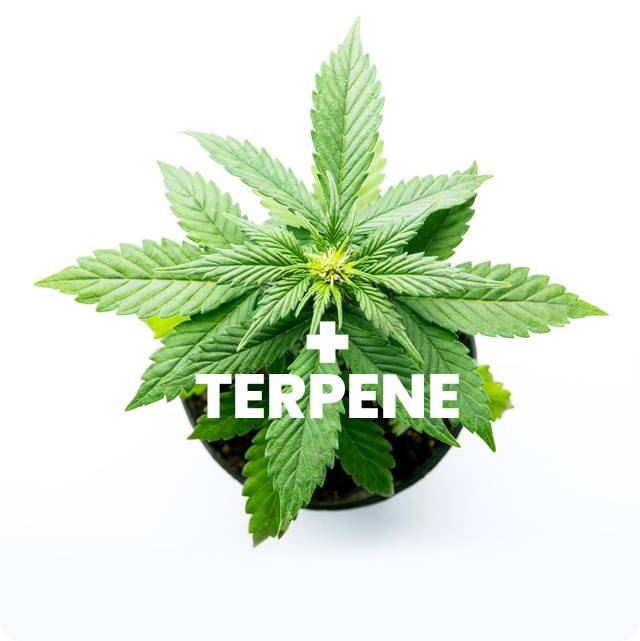 terpenes-cannadol-cbd-de-ro-1.jpg terpenes-cannadol-cbd-de-ro-1.jpg